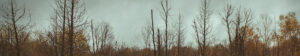 Argo wilderness with trees against sky