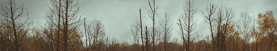 Argo wilderness with trees against sky