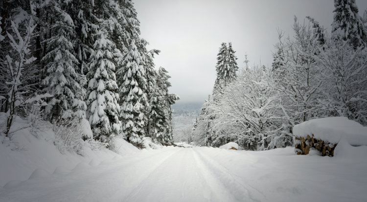 snowy road with evergreens